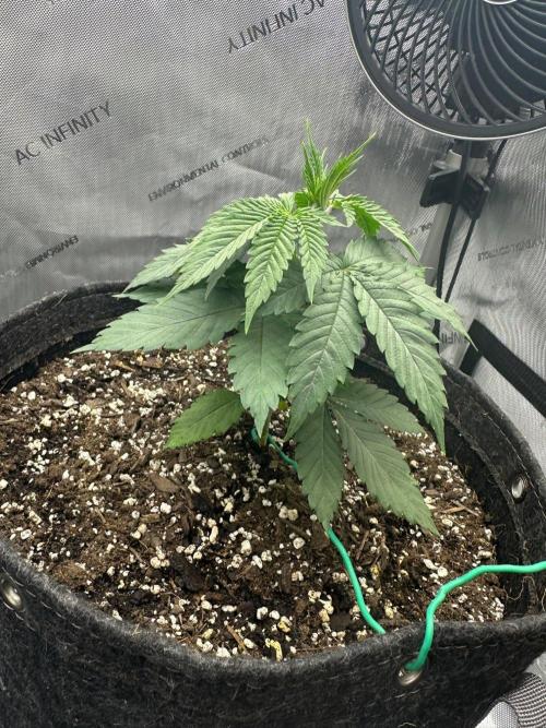 Grow #6 - Blueberry (Organic Nutes). Week 3 - 9/17/26