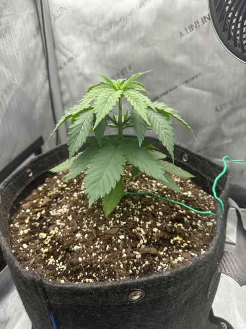 Grow #6 - Blueberry (Organic Nutes). Week 3 - 9/17/26