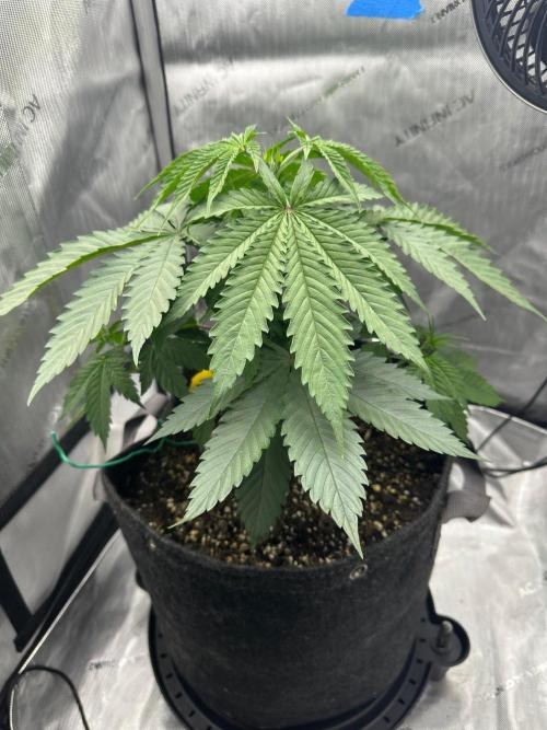 Grow #6 - Blueberry (Organic Nutes). Week 4 - 9/25/26