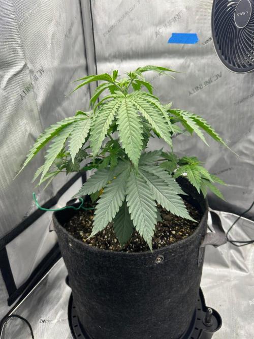 Grow #6 - Blueberry (Organic Nutes). Week 4 - 9/24/26