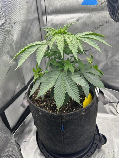 Grow #6 - Blueberry (Organic Nutes). Week 4 - 9/23/26