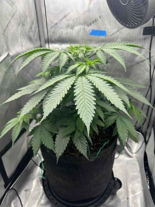 Grow #6 - Blueberry (Organic Nutes). Week 5 - 9/29/26