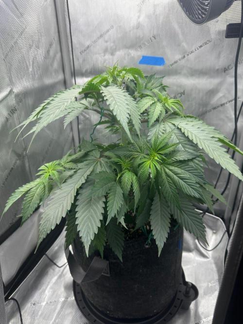 Grow #6 - Blueberry (Organic Nutes). Week 5 - 9/30/26
