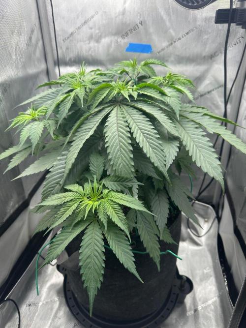 Grow #6 - Blueberry (Organic Nutes). Week 5 - 10/1/26