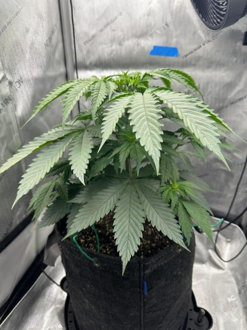 Grow #6 - Blueberry (Organic Nutes). Week 5 - 9/27/26
