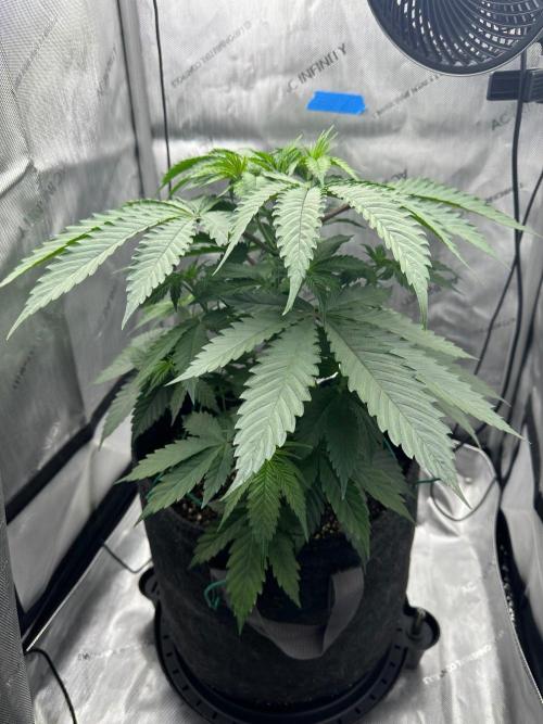 Grow #6 - Blueberry (Organic Nutes). Week 5 - 9/28/26