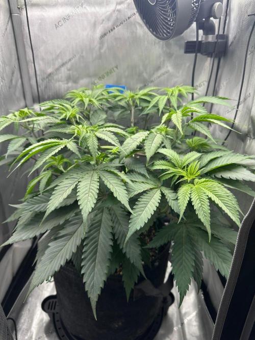 Grow #6 - Blueberry (Organic Nutes). Week 6 - 10/7/26
