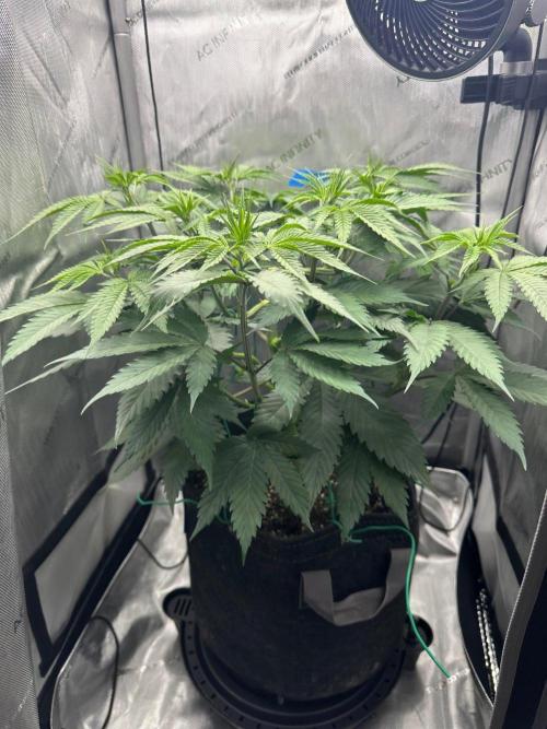 Grow #6 - Blueberry (Organic Nutes). Week 6 - 10/9/26