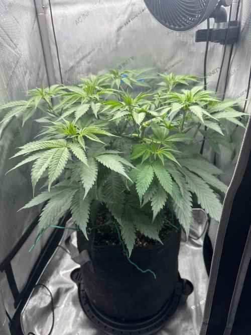 Grow #6 - Blueberry (Organic Nutes). Week 6 - 10/8/26