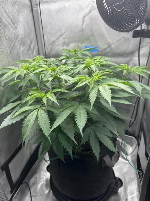 Grow #6 - Blueberry (Organic Nutes). Week 6 - 10/6/26