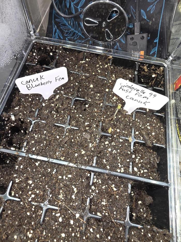Canuk. Week 0 - Put seeds in the soil on the 14th. Sprouts on the 17th