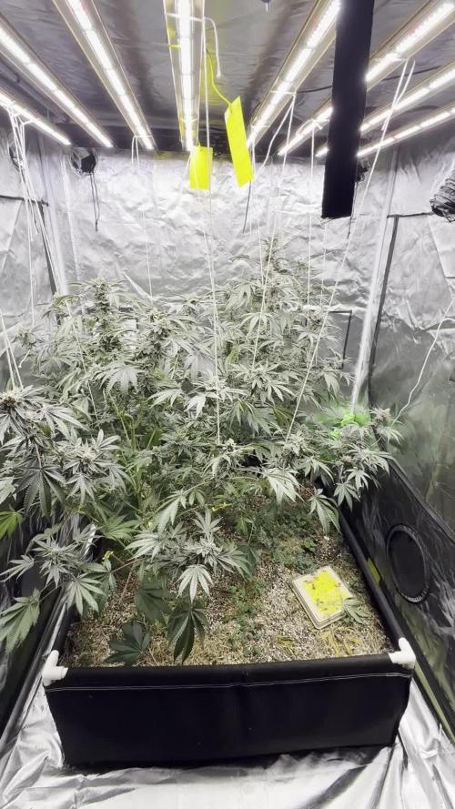 UMAMI & SOLFIRE ORGANIC NO TILL
