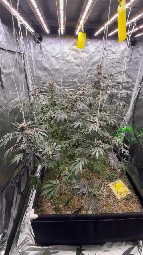 UMAMI & SOLFIRE ORGANIC NO TILL