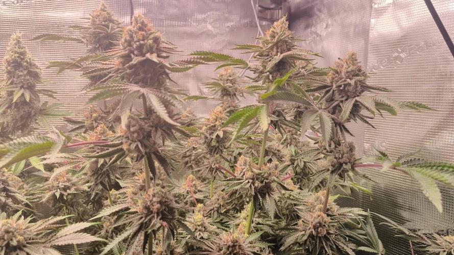 SLHxPink Candy, SLHxRS11