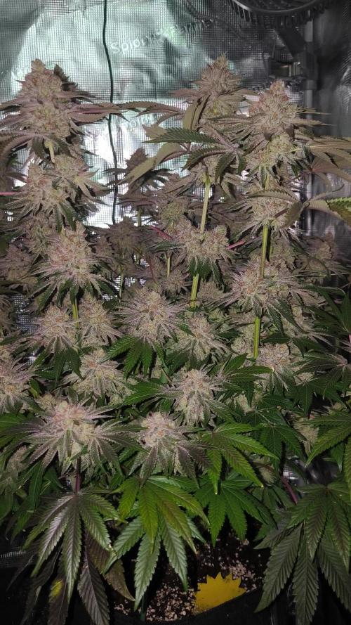 SLHxPink Candy, SLHxRS11
