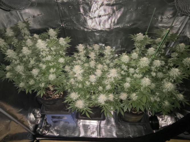 Bananakin Skywalker and more. Week 6