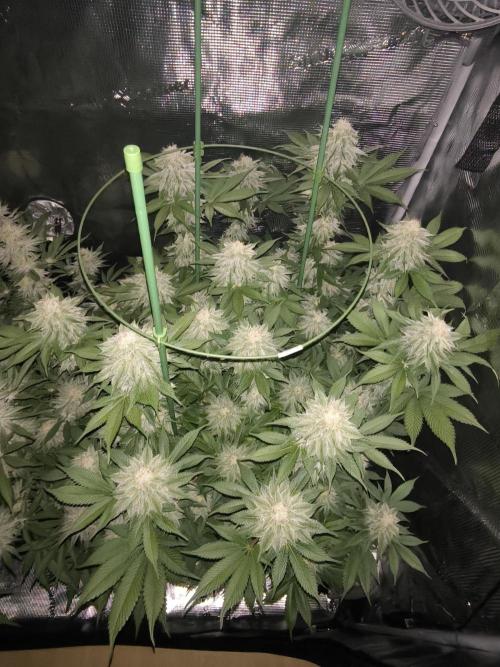 Bananakin Skywalker and more. Week 6 - Cherry Poppers 