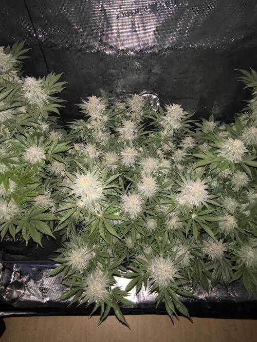 Bananakin Skywalker and more. Week 6 - Bananakin Skywalker 