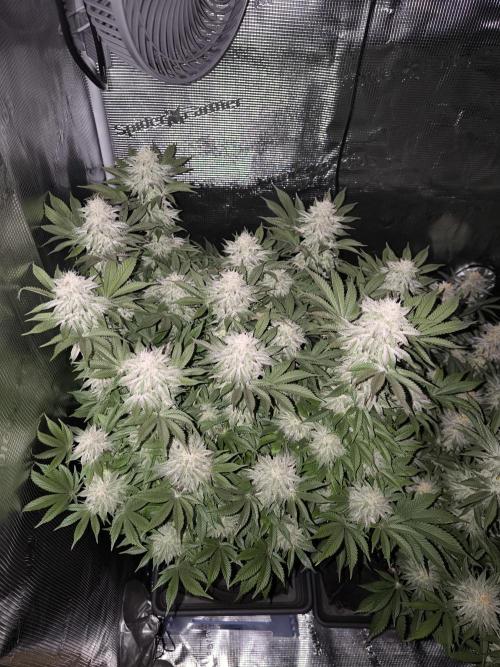 Bananakin Skywalker and more. Week 6 - Cookie Casket 