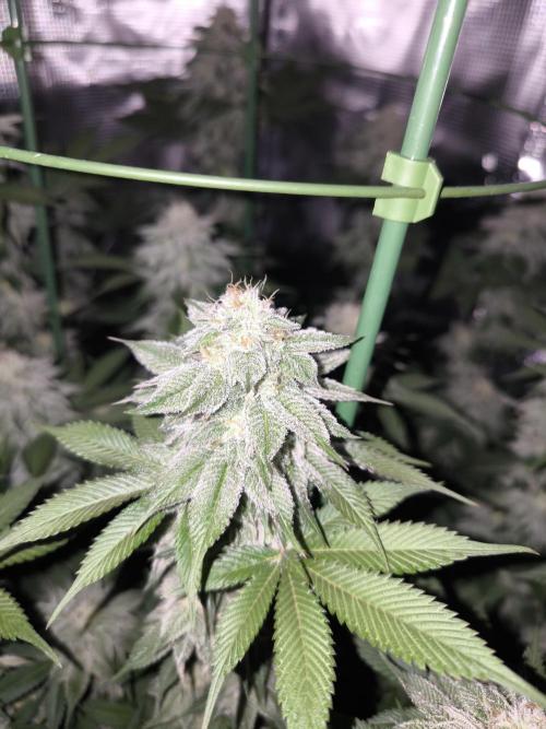 Bananakin Skywalker and more. Week 6 - CP