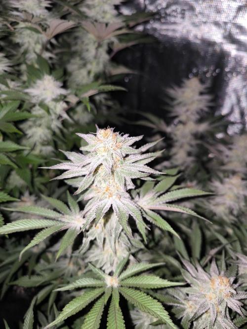 Bananakin Skywalker and more. Week 6 - BS