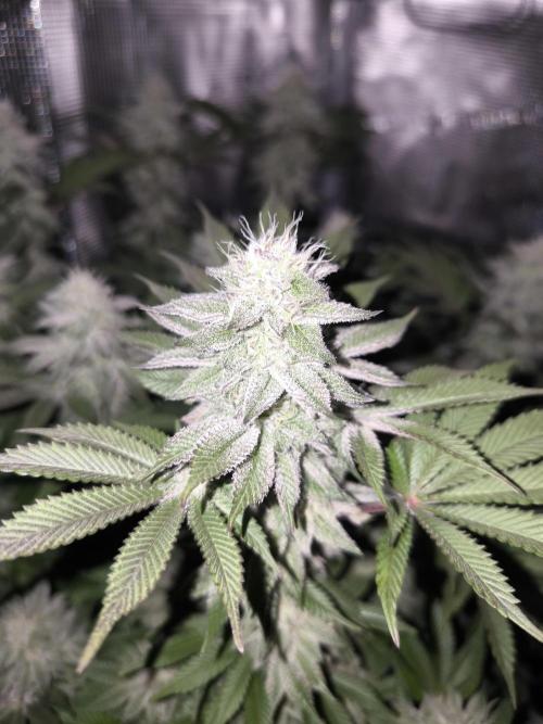 Bananakin Skywalker and more. Week 6 - CC 