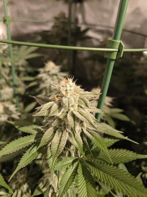 Bananakin Skywalker and more. Week 6 - CP