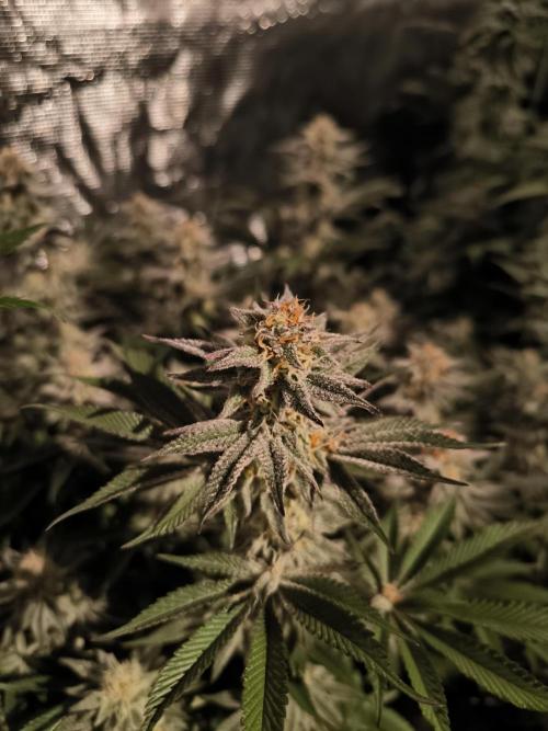 Bananakin Skywalker and more. Week 6 - BS