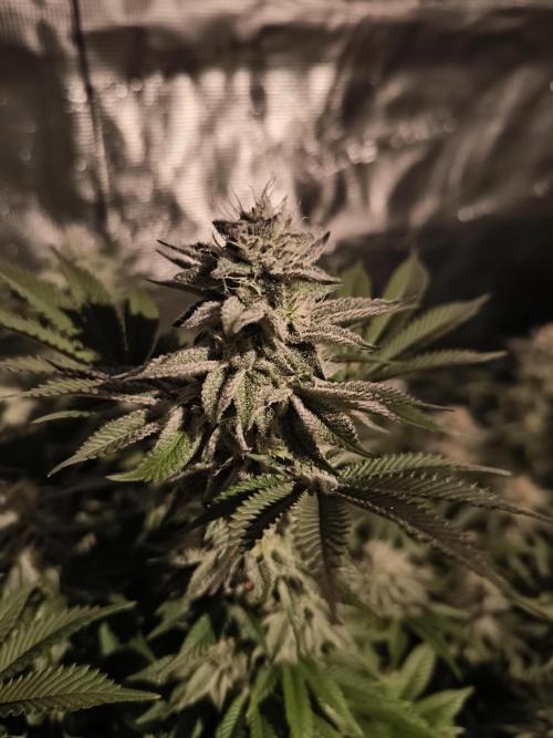 Bananakin Skywalker and more. Week 6 - CC