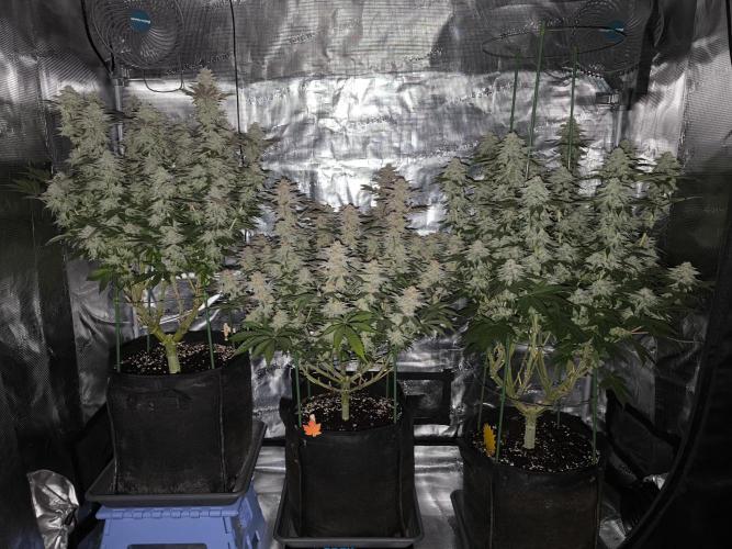Bananakin Skywalker and more. Week 7