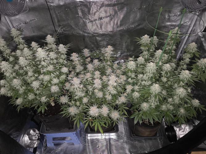 Bananakin Skywalker and more. Week 7