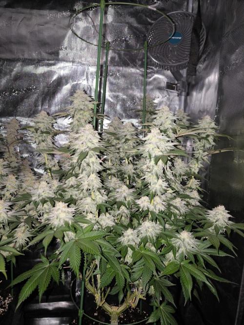 Bananakin Skywalker and more. Week 7 - CP