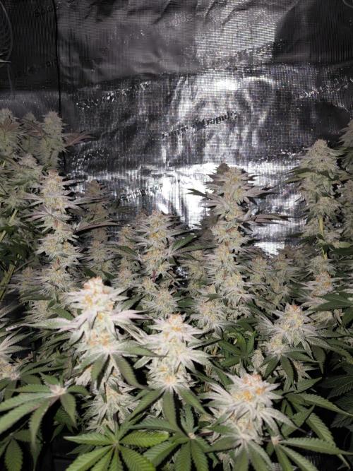 Bananakin Skywalker and more. Week 7 - BS