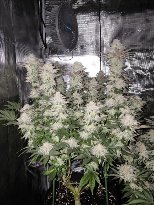 Bananakin Skywalker and more. Week 7 - CC