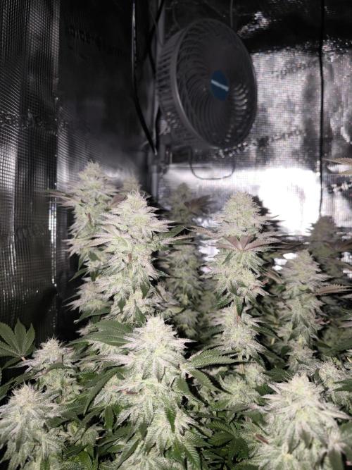 Bananakin Skywalker and more. Week 7