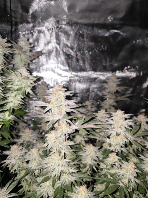 Bananakin Skywalker and more. Week 7