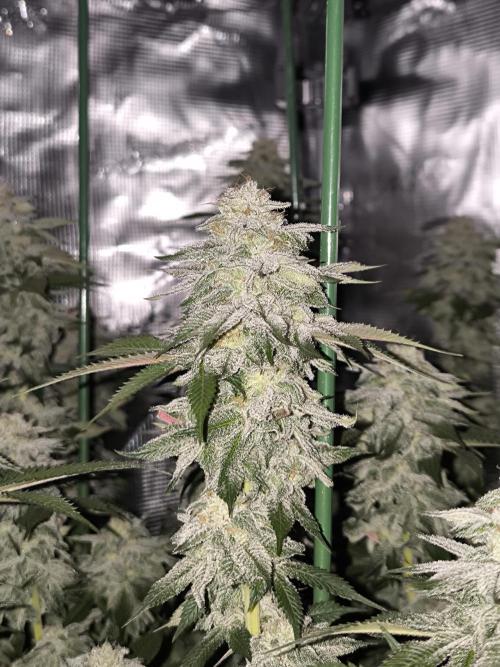 Bananakin Skywalker and more. Week 7