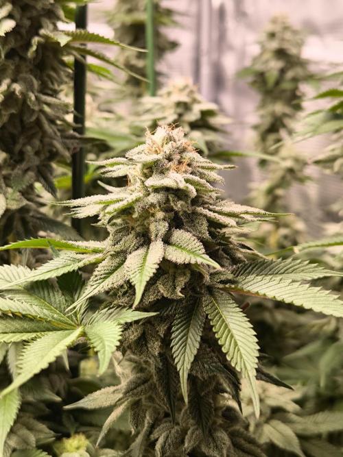 Bananakin Skywalker and more. Week 7