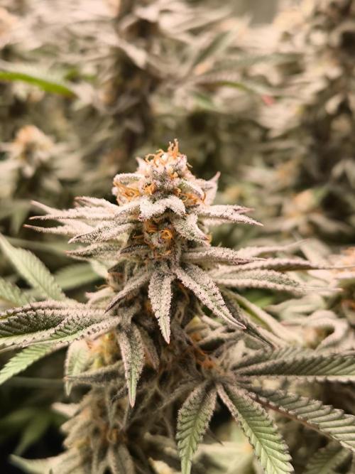 Bananakin Skywalker and more. Week 7