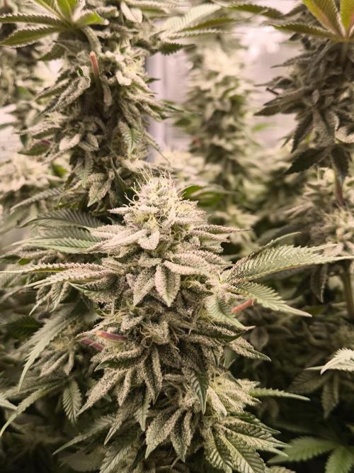 Bananakin Skywalker and more. Week 7