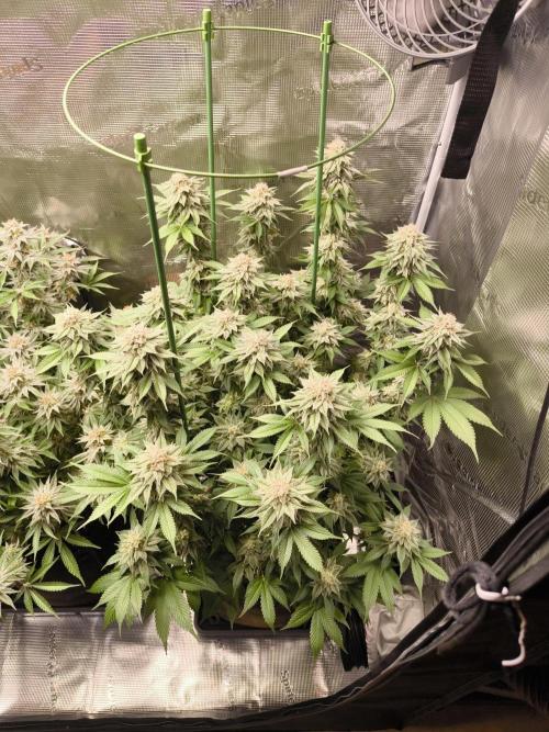 Bananakin Skywalker and more. Week 7