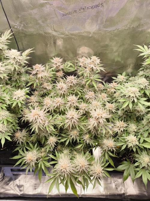 Bananakin Skywalker and more. Week 7