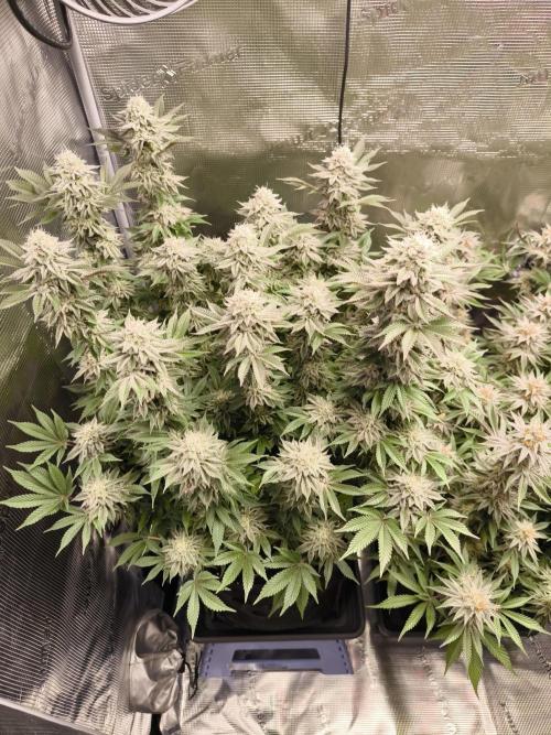 Bananakin Skywalker and more. Week 7