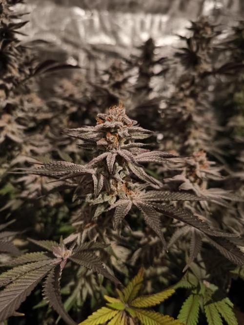 Bananakin Skywalker and more. Week 8 - BS