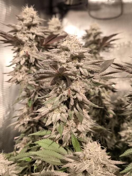 Bananakin Skywalker and more. Week 8 - CC 