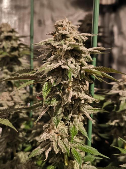 Bananakin Skywalker and more. Week 8 - CP