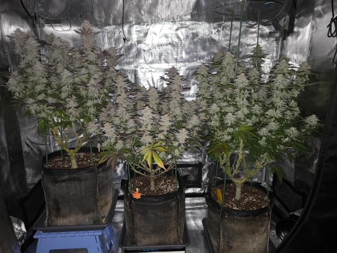 Bananakin Skywalker and more. Week 8