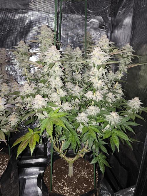 Bananakin Skywalker and more. Week 8 - CP