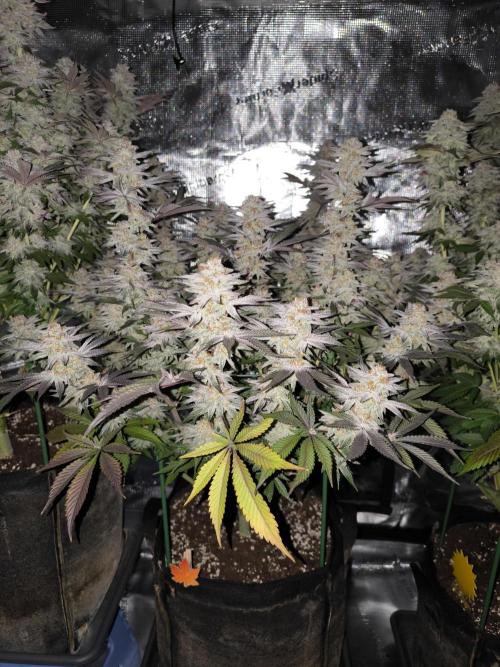 Bananakin Skywalker and more. Week 8 - BS