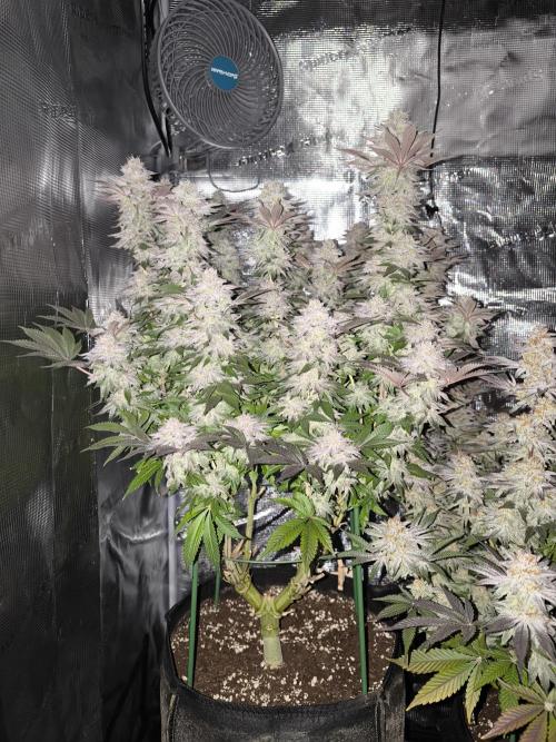 Bananakin Skywalker and more. Week 8 - CC